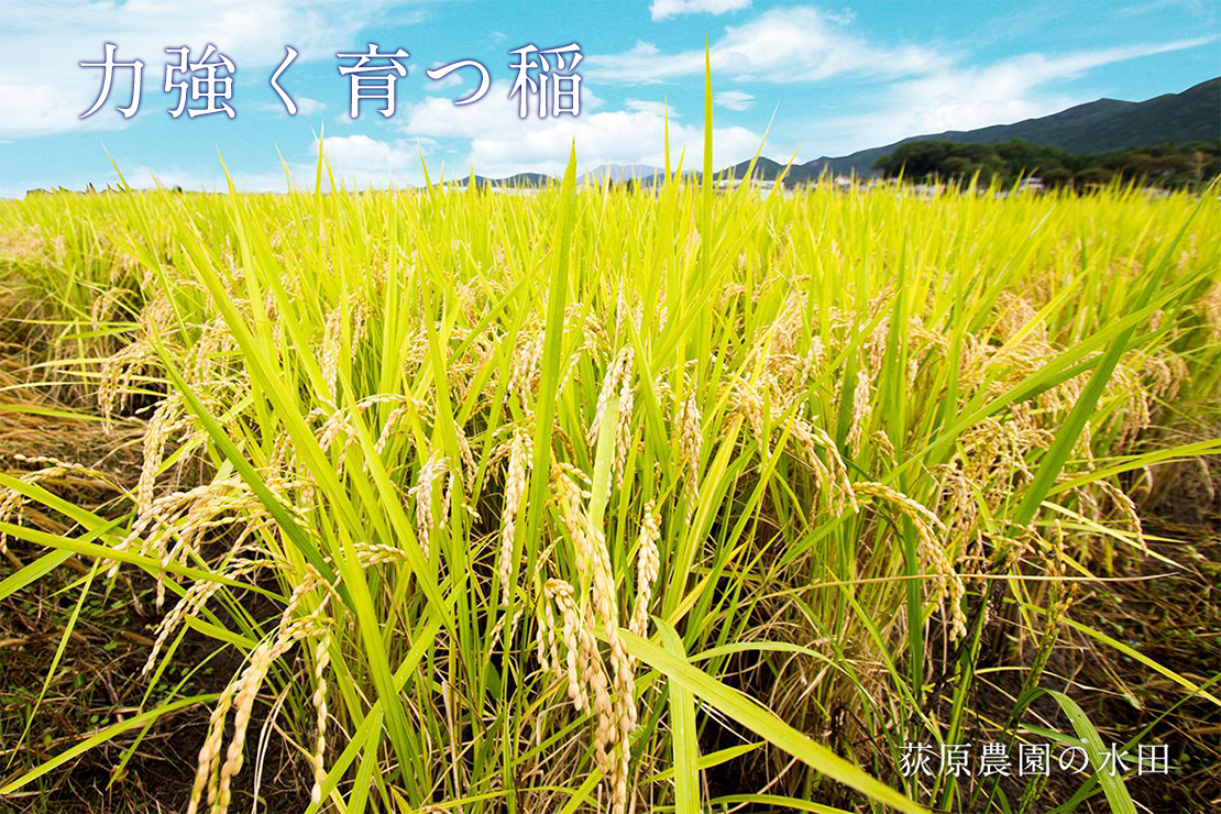 力強く育つ稲 荻原農園の水田