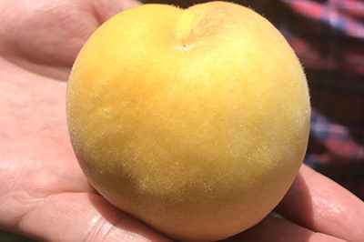 無農薬の桃