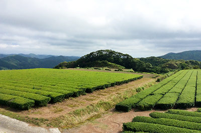 https://gelato-naturale.com/wp-content/uploads/2017/09/tea-400x266.jpg