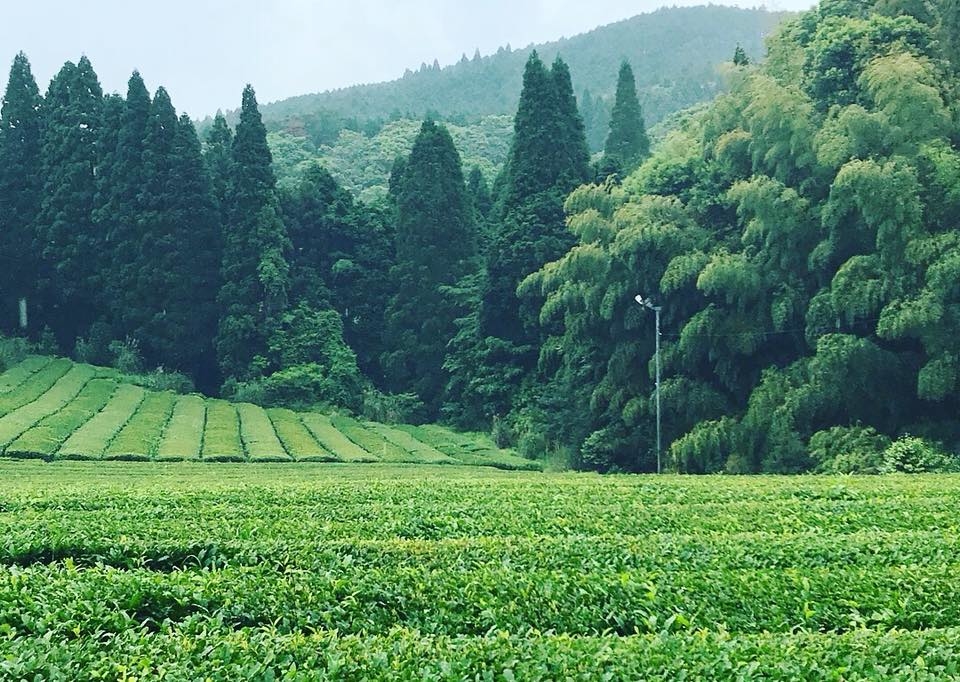 https://gelato-naturale.com/wp-content/uploads/2018/06/sakuranoenhatake-960x682.jpg