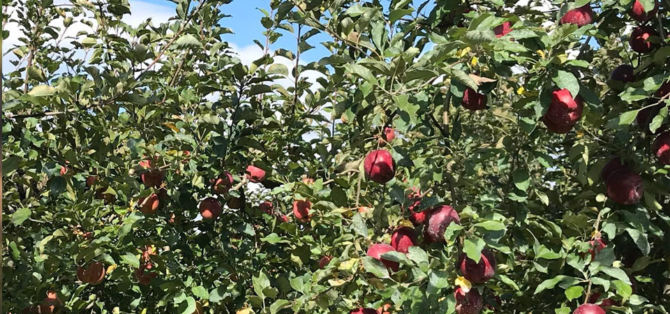自然栽培のりんご