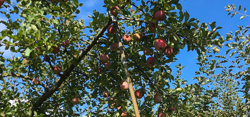北上農園のリンゴ