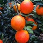 ブラッドオレンジのシャーベット