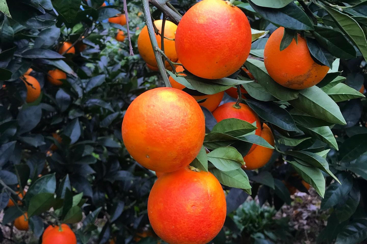 ブラッドオレンジ