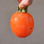 完熟渋柿のジェラート