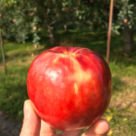 新作ケーキのご案内