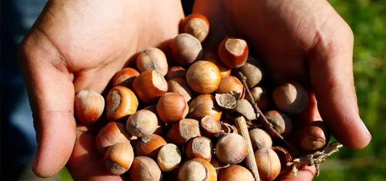 ヘーゼルナッツ